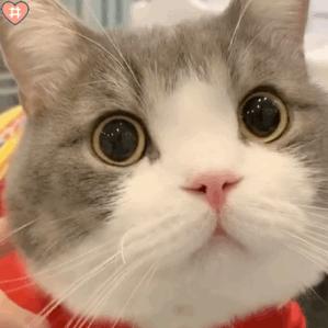 皇家猫粮是国产品牌还是进口品牌,国产猫粮进口猫粮