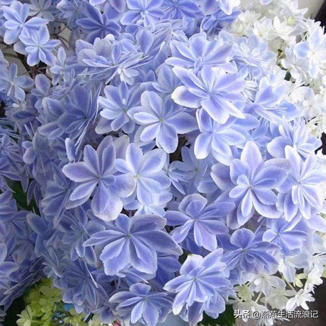 万华镜绣球花发白是什么原因,万华镜绣球花怎么把枝干养粗