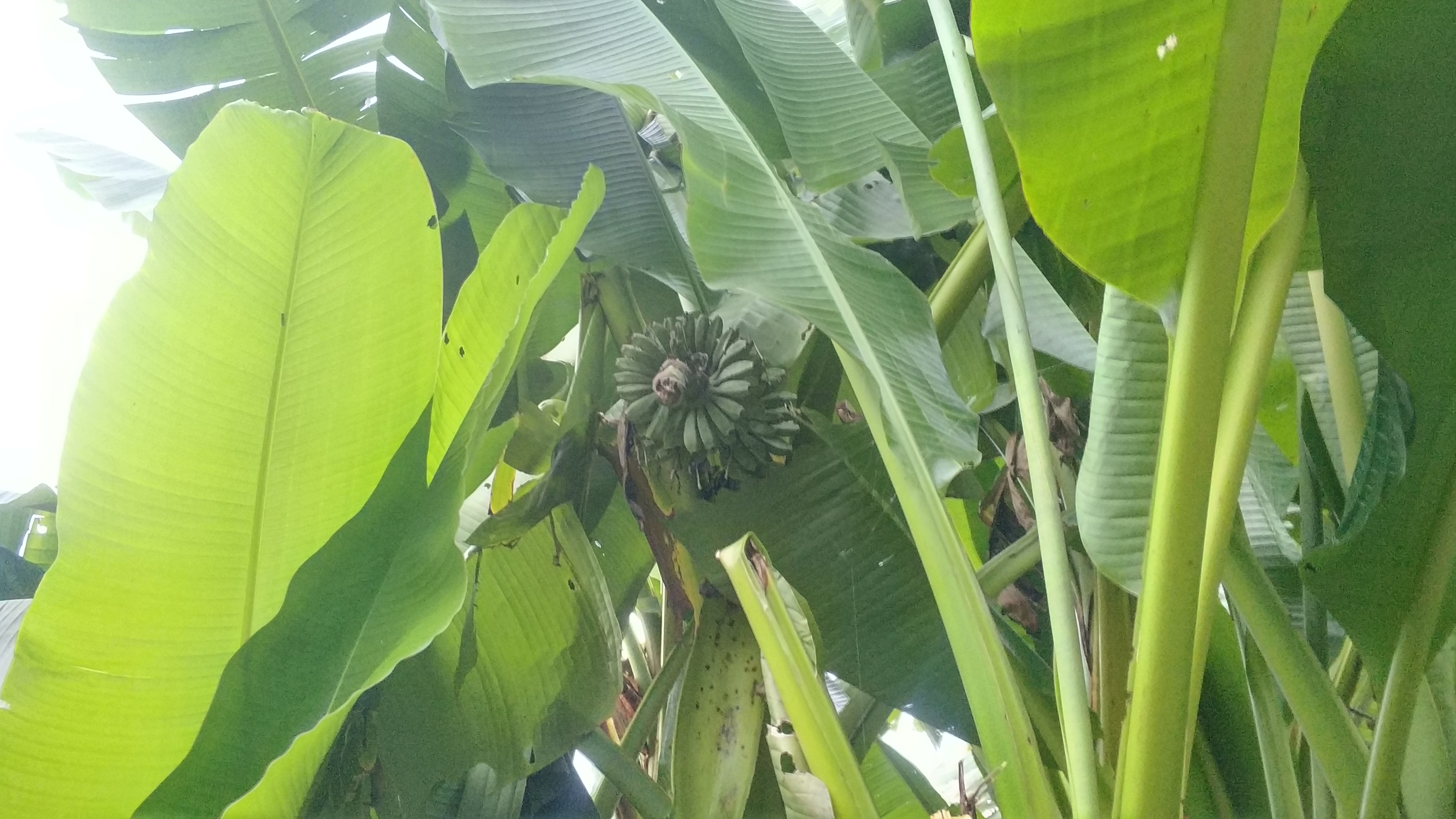 芭蕉树结的果是香蕉吗,香蕉树上有芭蕉树吗