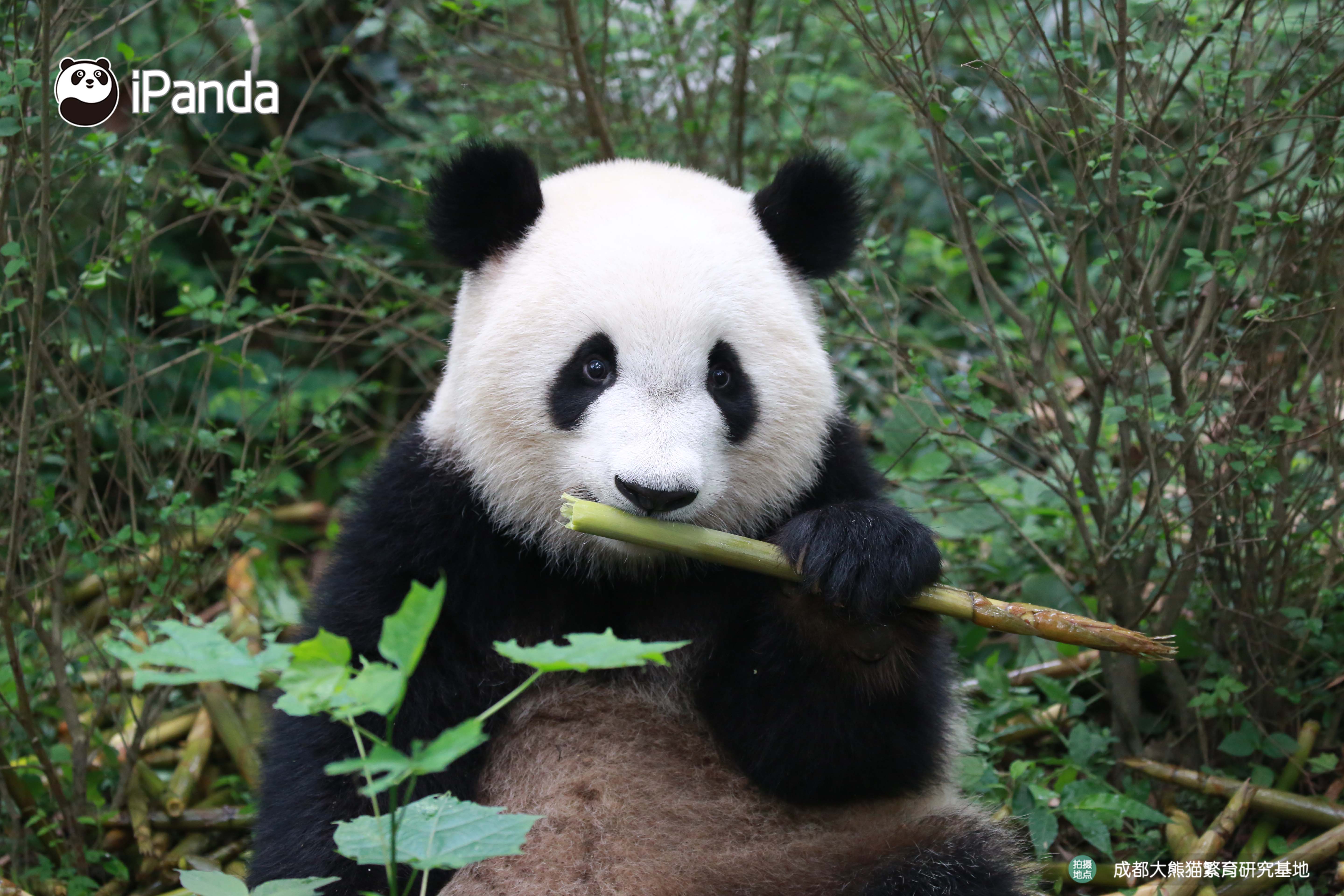 get认猫八招,轻松变大神!好看的熊脸千篇一律,认猫难到哭泣?