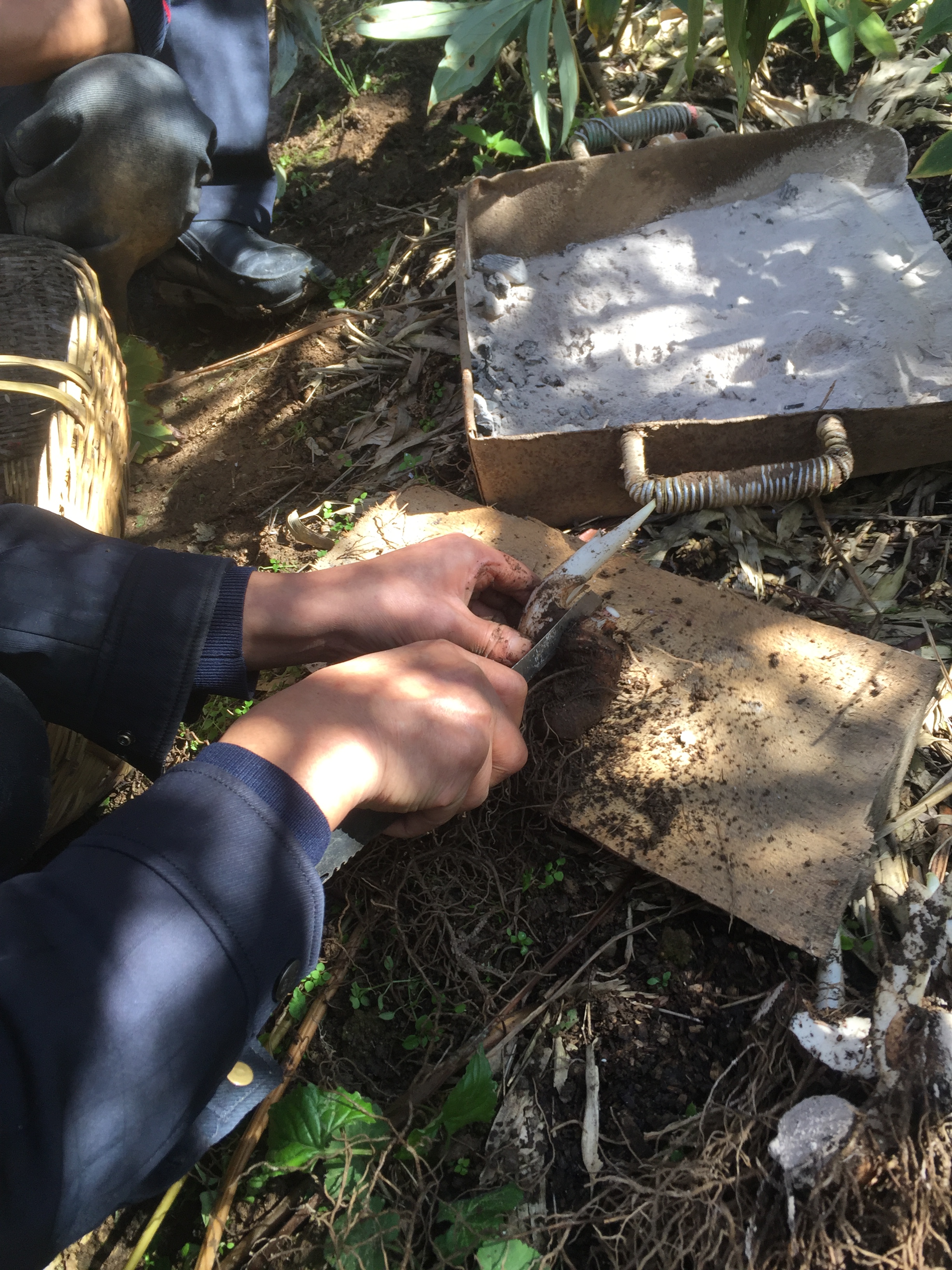 重楼七叶一枝花能治什么病,重楼七叶一枝花种植视频