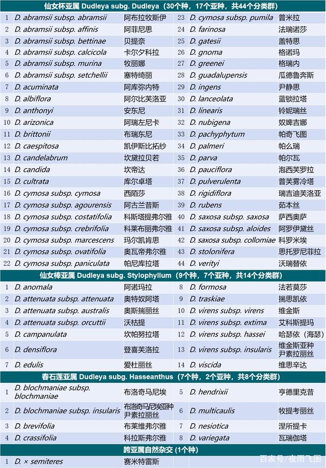 多肉植物初霜仙女杯,仙女杯多肉品种图鉴