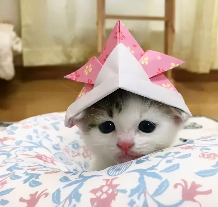 胆小的小奶猫是什么样的,胆小的小奶猫