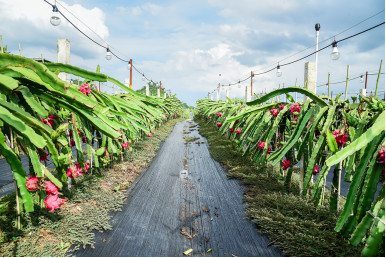 广西隆安火龙果产业核心示范区,隆安县火龙果助农扶贫
