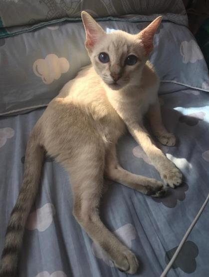 母猫更粘人还是暹罗猫更粘人,十大最干净最好养的猫暹罗猫