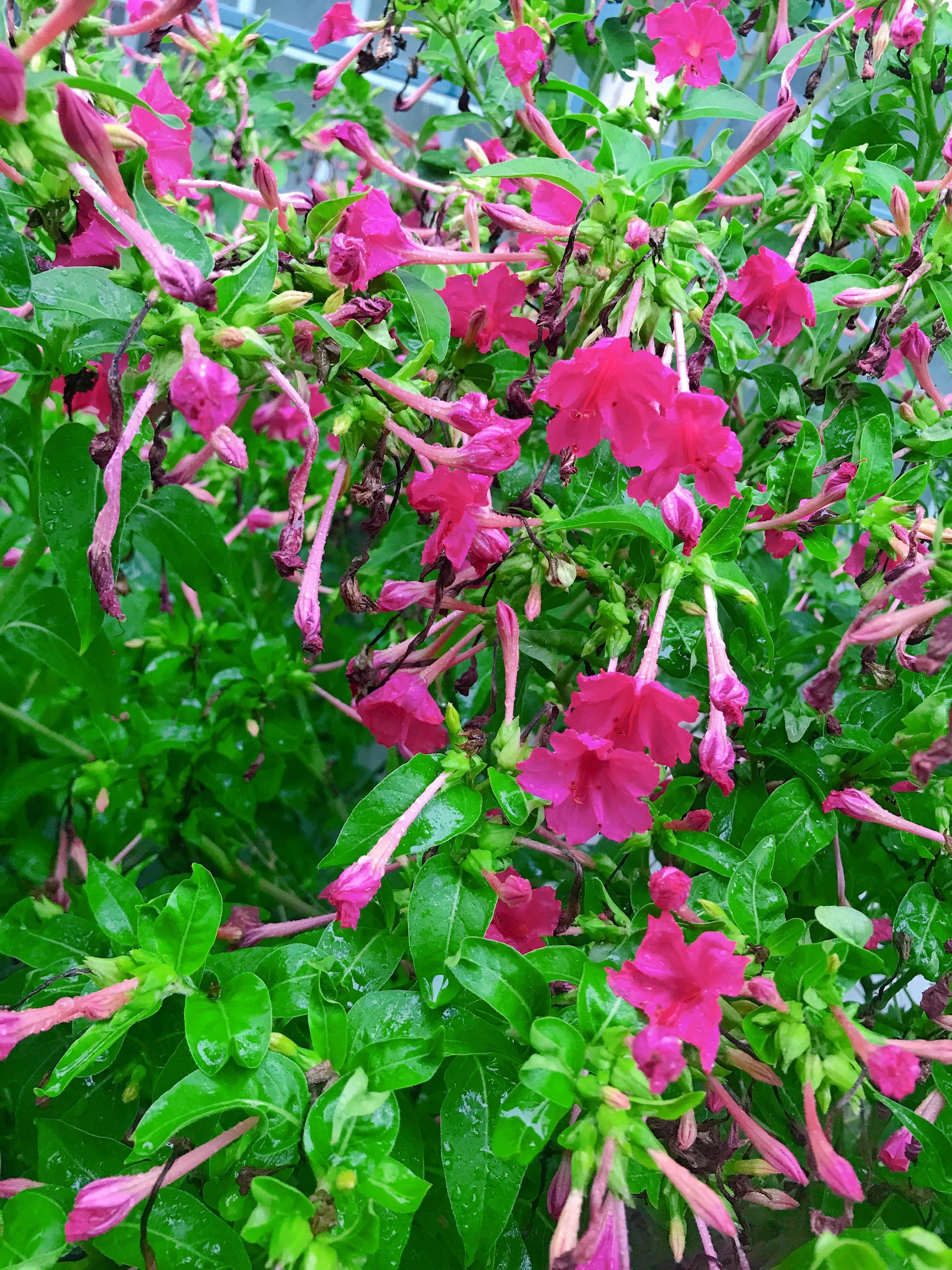 5种草花种子,5种秋播花春季播种来年开花超美