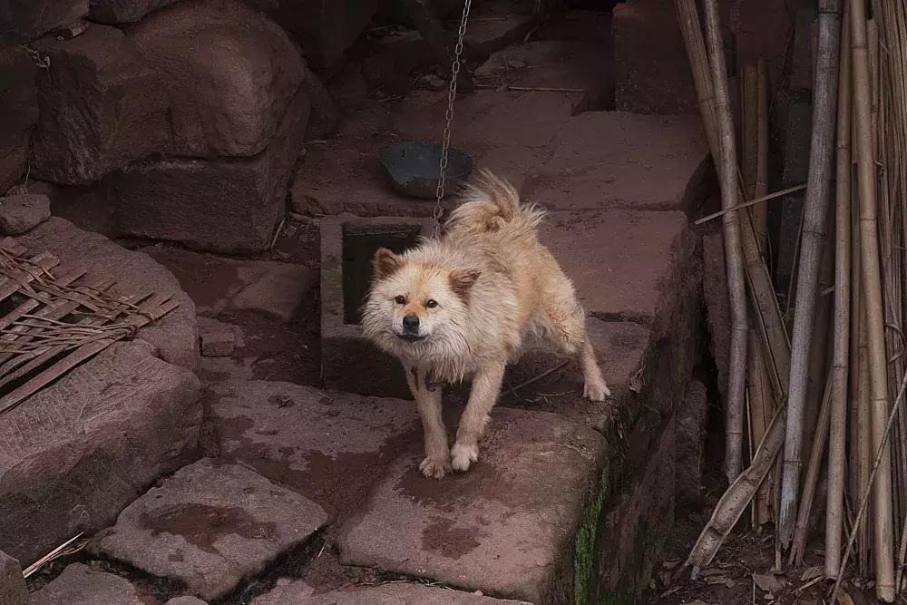 渝北枇杷正黄，冒冒失失穿越铁壁、胜保、斗碗三寨