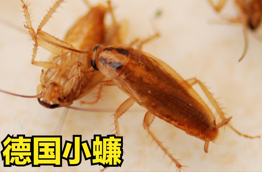 蟑螂真实科普,蟑螂大全图片