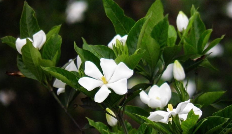 适合院子里种植的耐阴耐寒的植物,十大客厅耐阴绿植冬天不死的植物