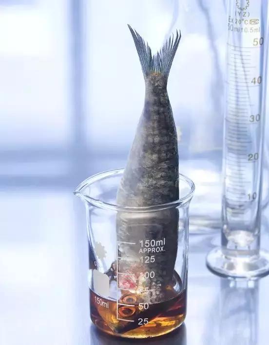 孩子补充dha有必要吗,孩子补充dha要用鱼油吗