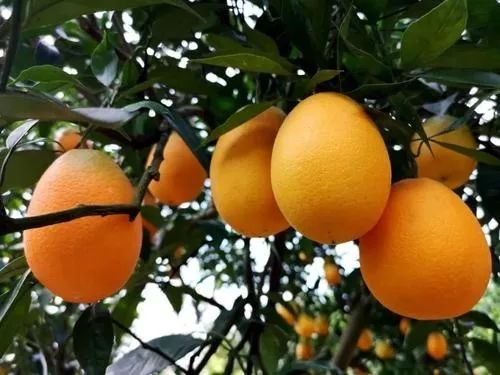 阿里产地仓模式升级农业供应链,阿里巴巴农产品直采基地