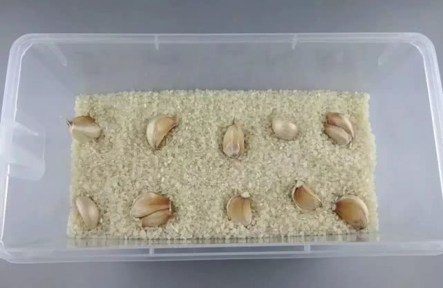 惊吓!卧室墙壁沾着几个小毛团,细看竟……专家解释→