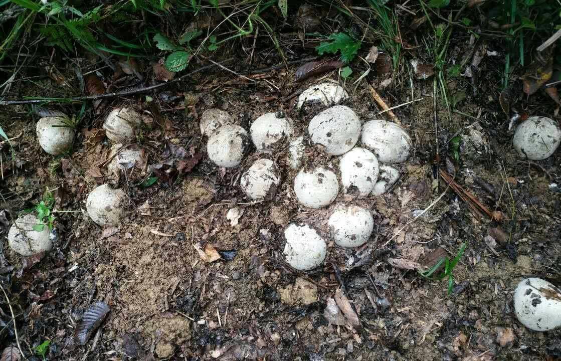 被蟒蛇缠住装死有用吗,被巨蟒缠住能活多久