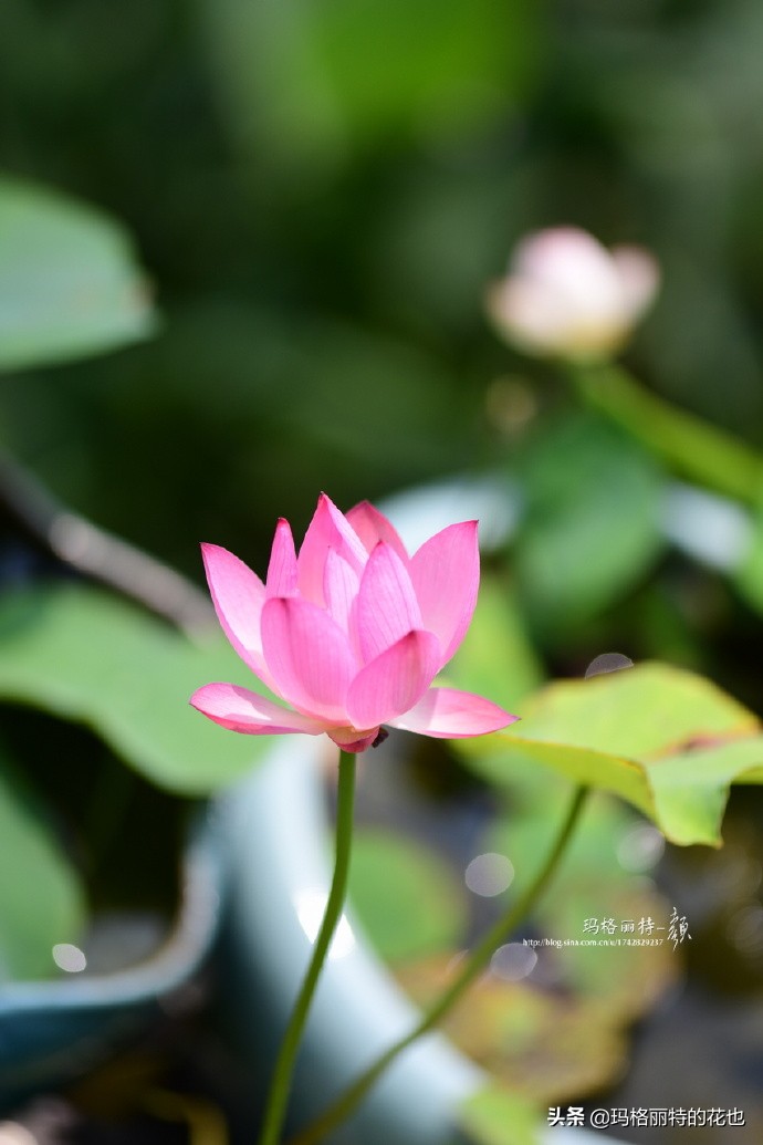 我的碗莲种子,碗莲的种植方法新手必看