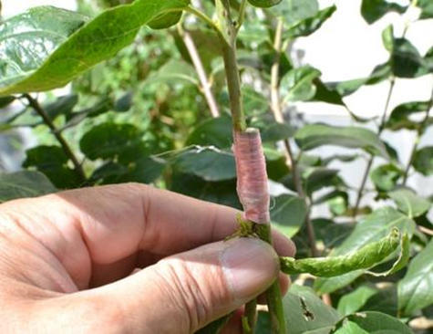 养花必备植物嫁接和养护技巧,养花匠秘籍