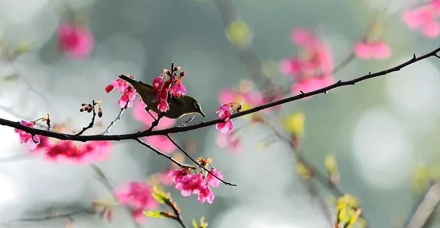 中考诗词鉴赏题,春望古诗鉴赏中考题及答案