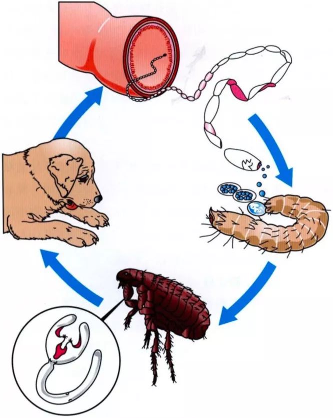 猫咪用博来恩外驱后多久才能舔毛,博来恩和拜耳内驱可以同时用吗