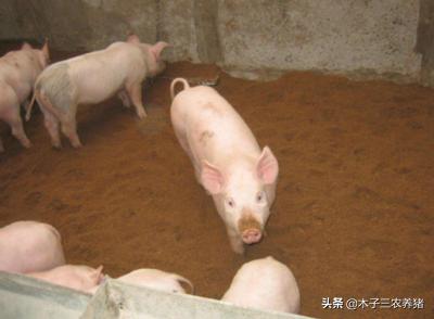 猪尿血便血是什么原因,猪尿血是什么病怎么治用什么药