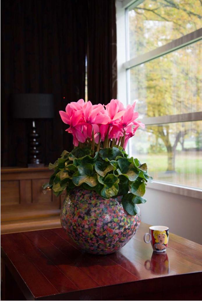 如果放在动物界，这种花就是猛犸象般的神奇存在