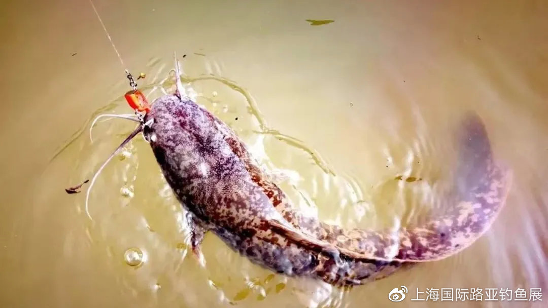 放长线钓大鱼原来都是套路,怎么更容易放长线钓大鱼