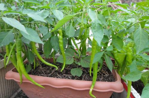 种辣椒叶发黄干枯怎么办,辣椒叶发黄发蔫怎样防治