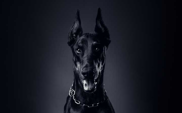 最齐全的狗狗品种介绍及图片,带你了解一下常见狗狗的品种