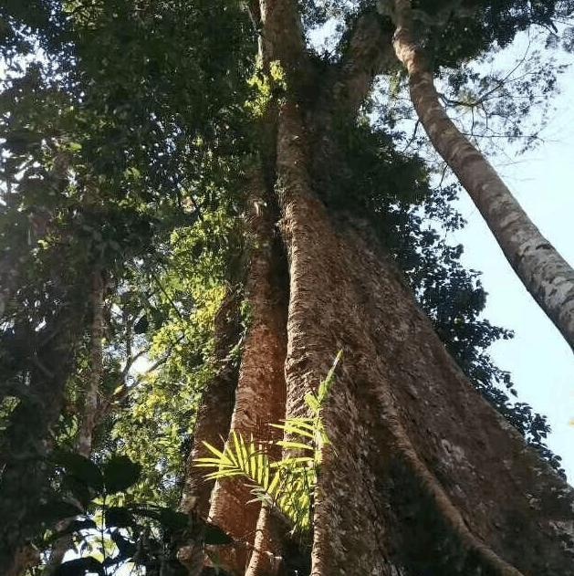 唐山高人198天打造30吨树王，成品惊艳，专家出价28万不卖