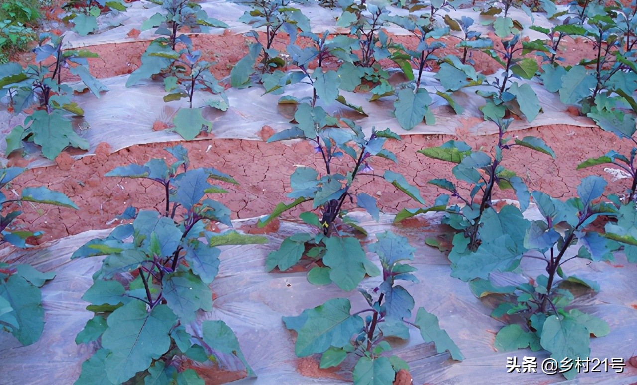 茄子徒长可以通过摘叶控制吗 (茄子徒长原因及防治措施)