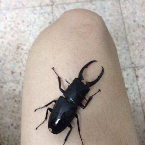 绿色的长着鹿角的虫子,鹿角虫高级宠物