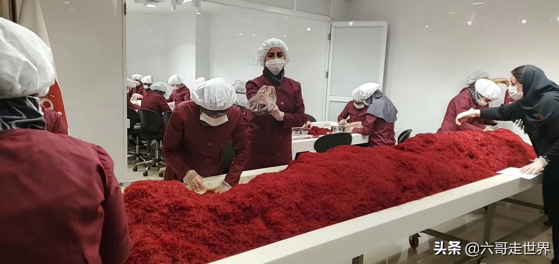 伊朗藏红花丰收季,伊朗红花采摘季