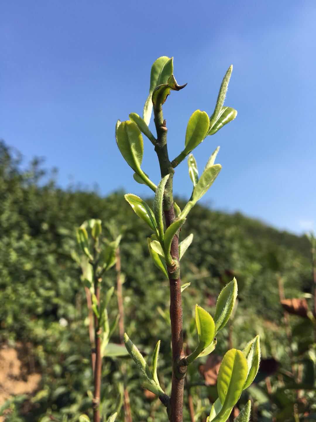 信阳毛尖深度好文——一个资深茶客谈论信阳毛尖内幕
