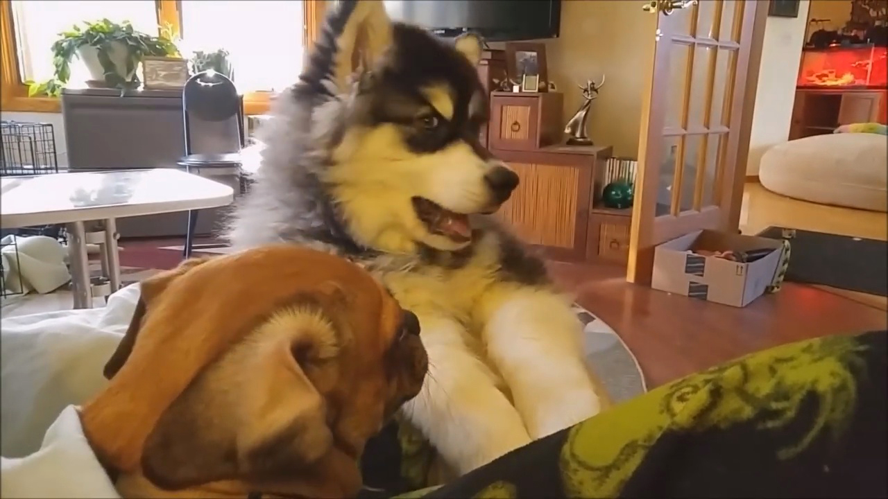 小狗一般喂多少合适,小狗如何喂食狗粮