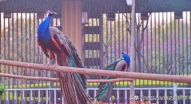 不出郑州旅游攻略,郑州五一游玩公园推荐