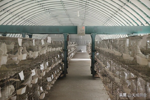 肉鸽机械化养殖示范推广研究,肉鸽养殖新型设备