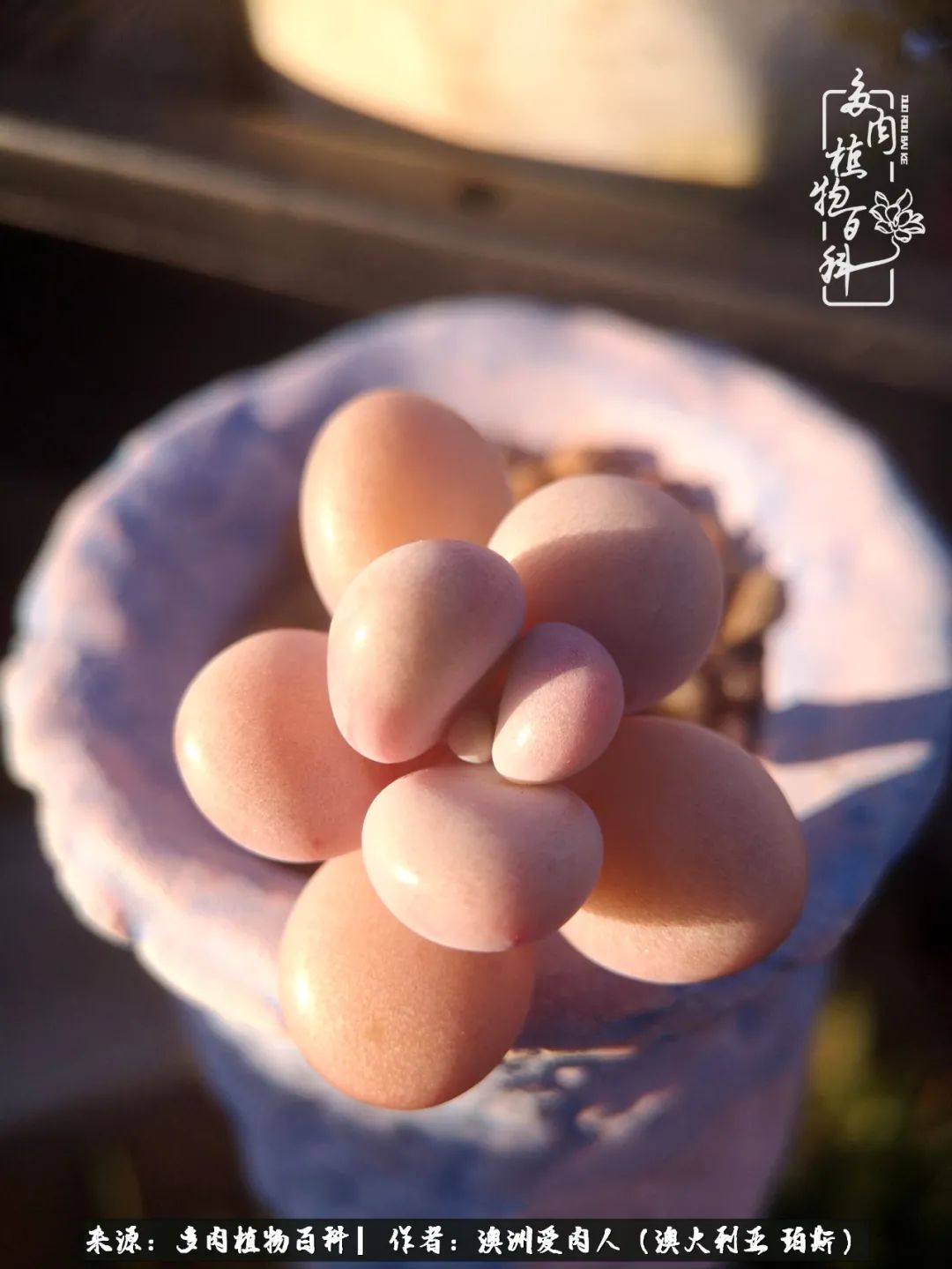 采蘑菇的小姑娘，“转行”来把多肉养