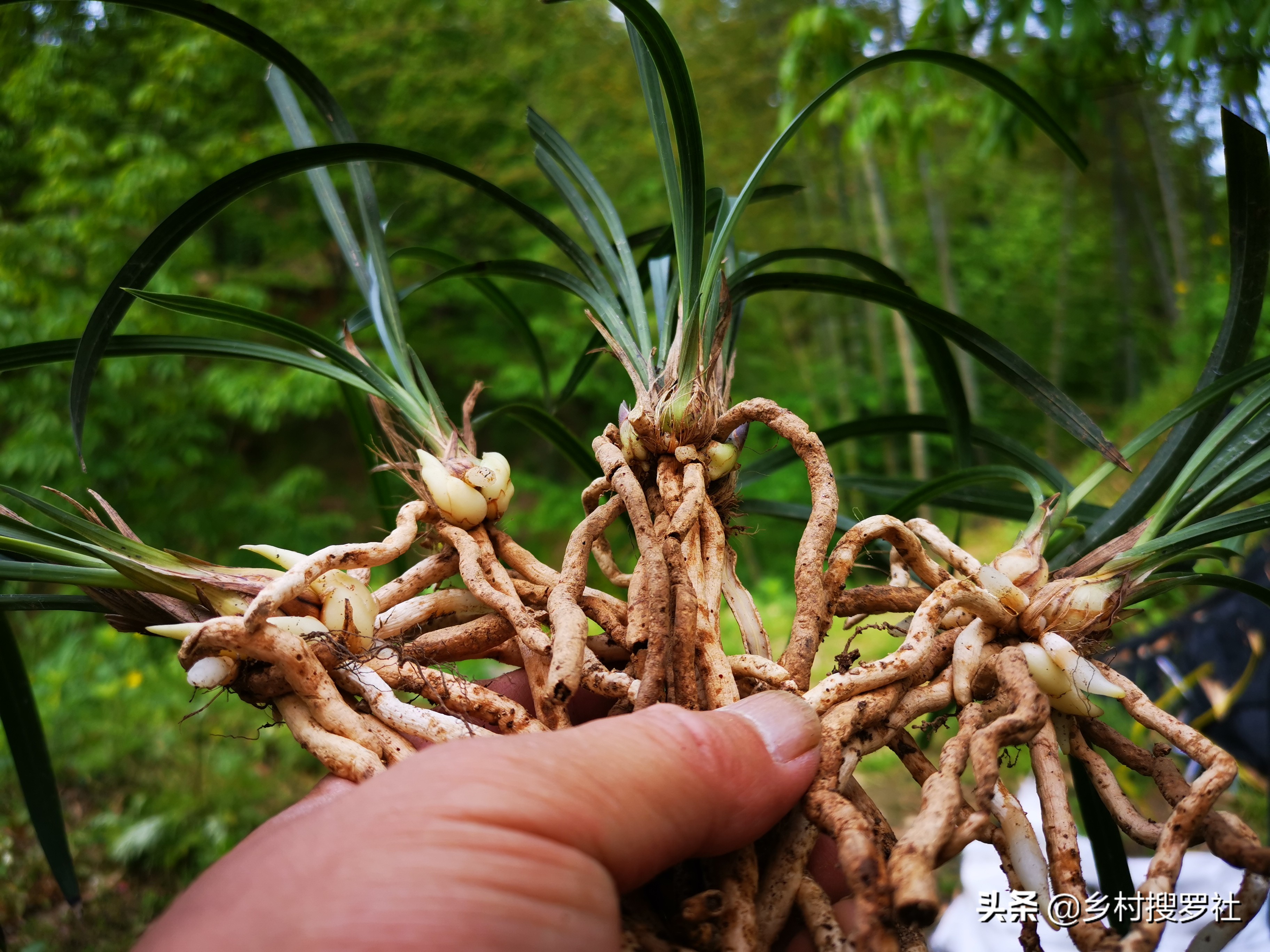 极品兰花如何养成老桩图片,兰花老桩根怎么养活的
