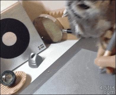 萌萌可爱猫头鹰宠物,宠物猫头鹰可爱合集