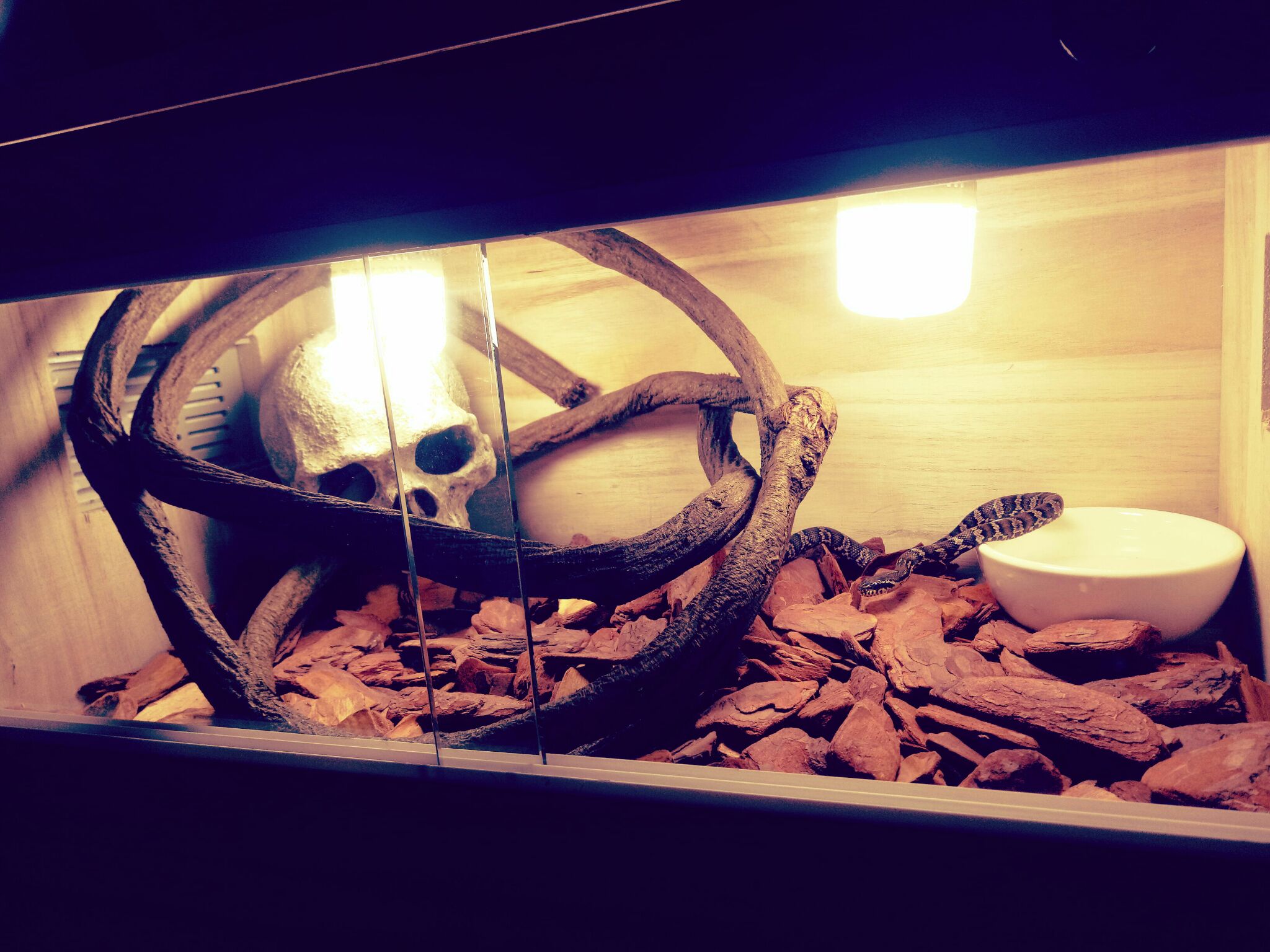 王锦蛇捕猎,王锦蛇捕食画面