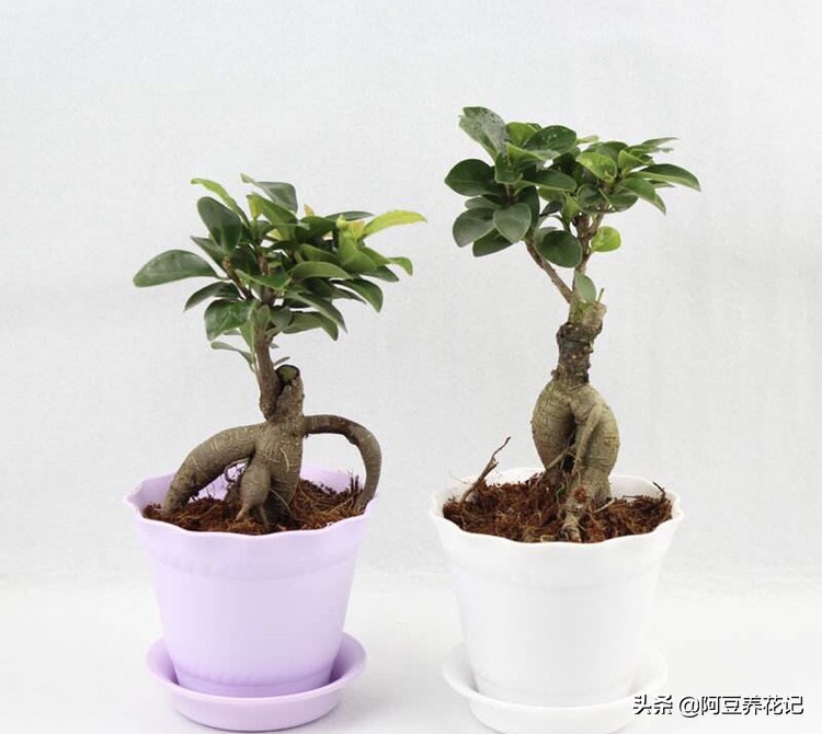 人参榕怎么养怎么修剪,人参榕怎么养护最好