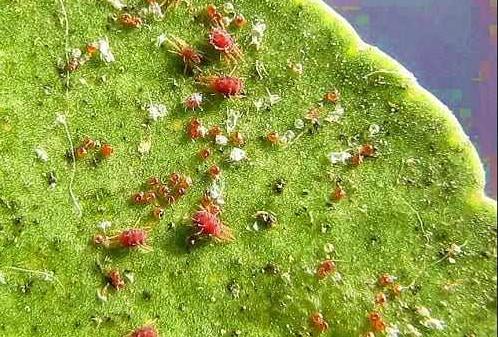 红蜘蛛怎么打不死,红蜘蛛最怕的三个人