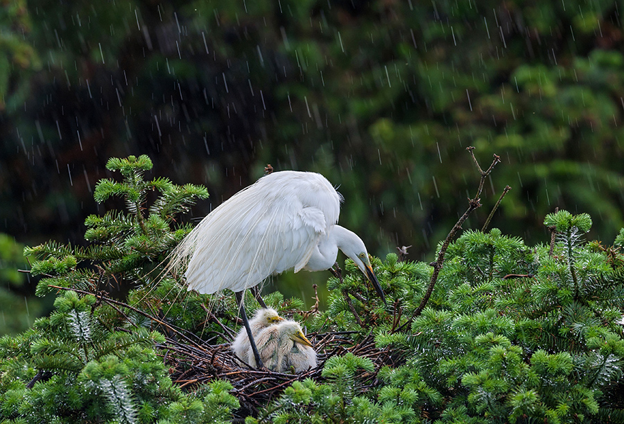如何防止鸟窝下雨进窝出窝,鸟窝都是露天朝上遇到下雨怎么办
