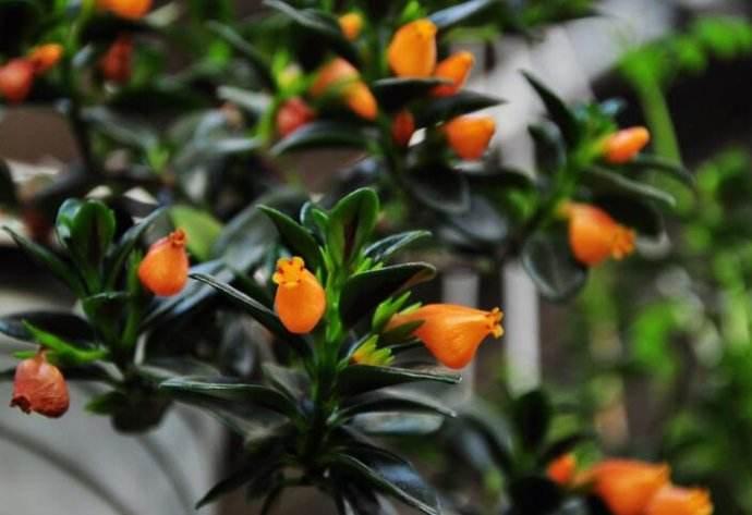 金鱼吊兰的生活习性和养殖方法,金鱼吊兰开花后像小金鱼一样漂亮