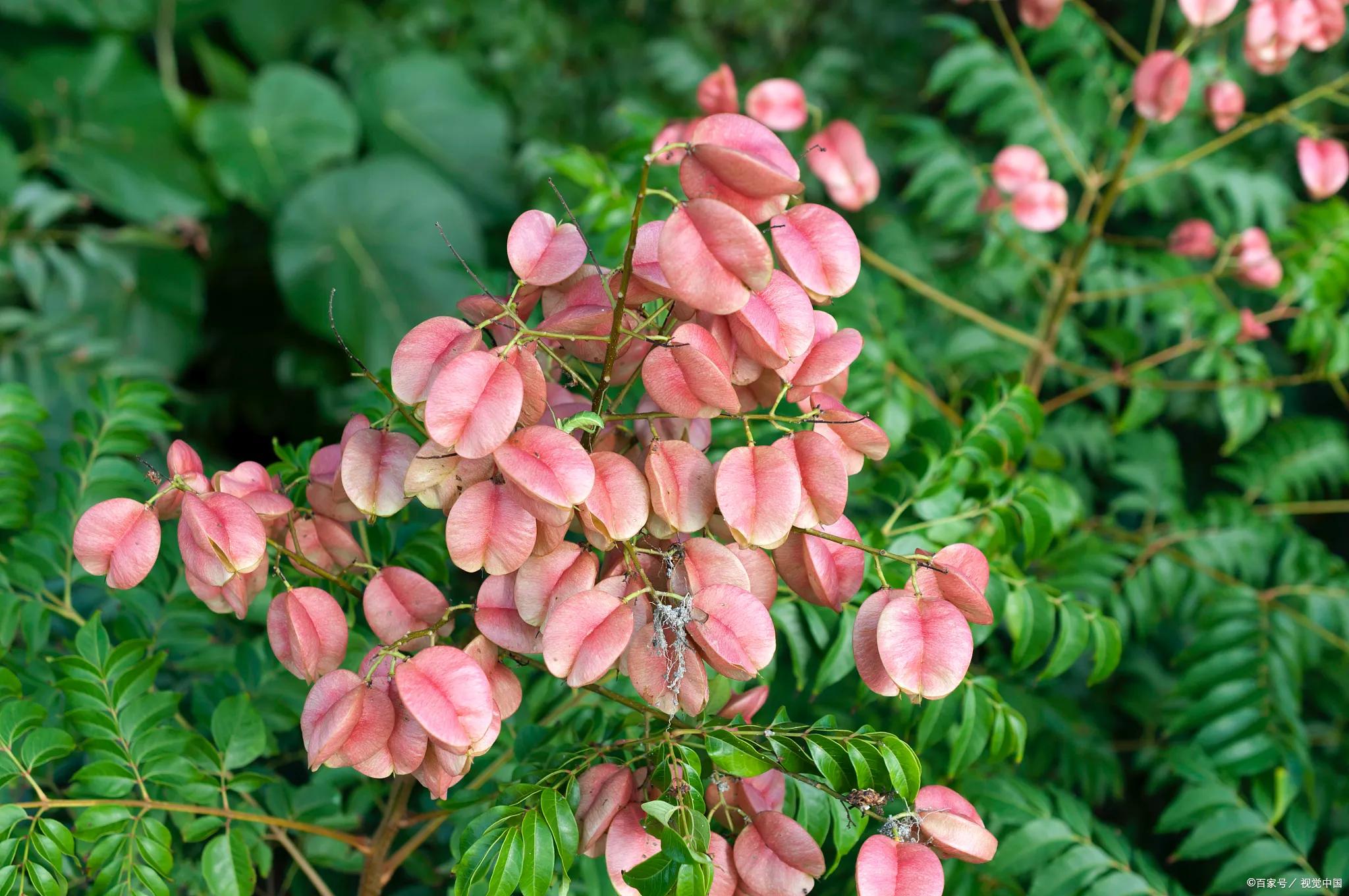 绉嬫棩绗旇鐩存挱,绉嬫棩绗旇