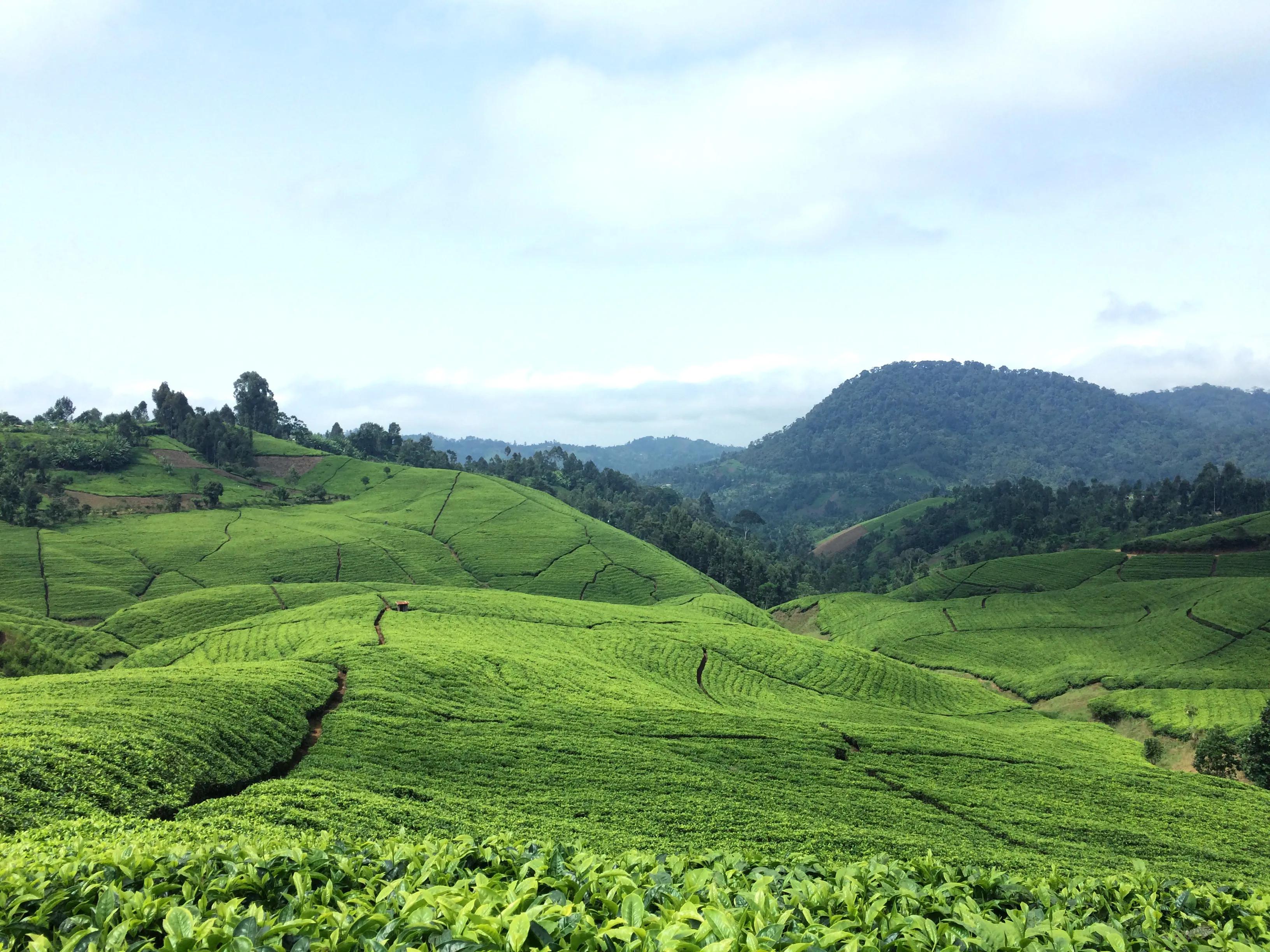 肯尼亚红茶为啥是小颗粒,肯尼亚红茶和中国红茶区别