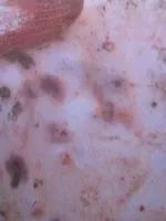 猪瘟和弓形体病的区别在哪里,各种猪病解剖诊断图非瘟