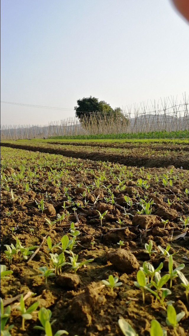 我不敢英语怎么说,我不敢说用英语怎么说