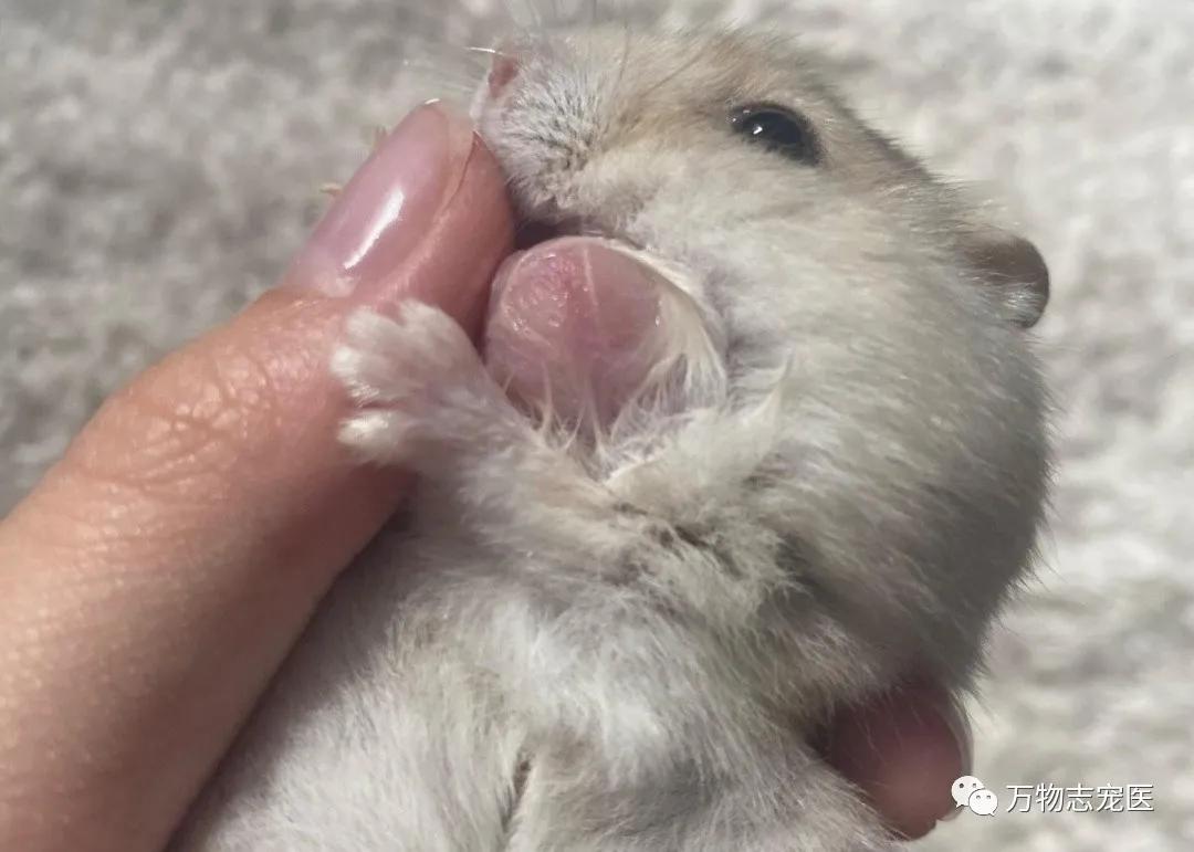 网上买的金丝熊刚到会有疾病吗,金丝熊常见疾病