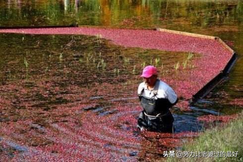 它长在矮丛里，丰收就得灌水，产量高保鲜期长，鲜果却少有人吃过