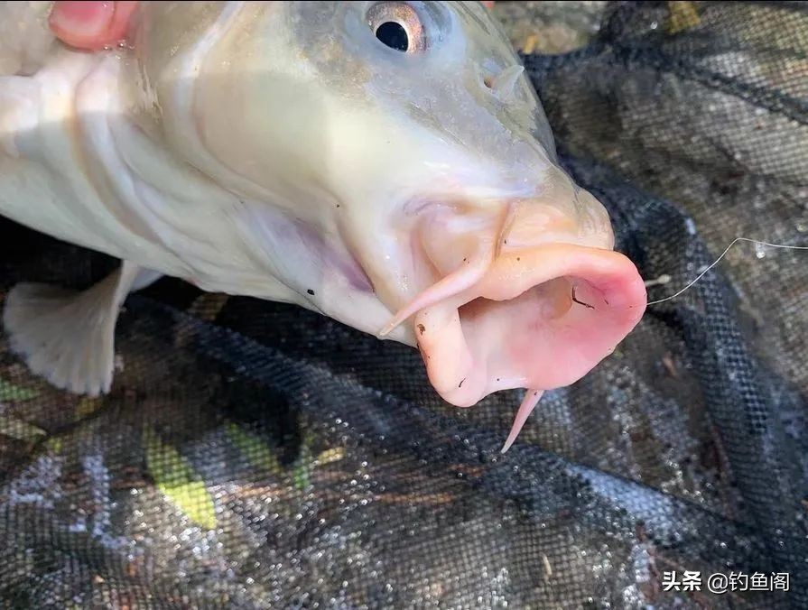 酒米打窝可以招鲤鱼吗,酒米打窝能钓鲤鱼吗