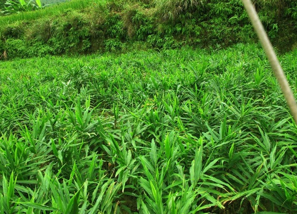 生姜治病的最佳方法,生姜怎么熬水喝治什么病